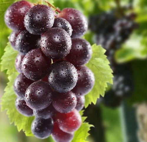 網(wǎng)紅吃瓜葡萄圖片大全集,圖集大揭秘！